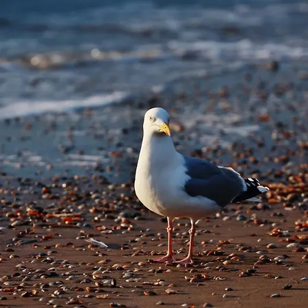 Gluecklich Am Deluxe Mit Wellnesszugang * Egmond aan Zee