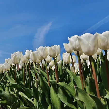 Gluecklich Am Deluxe Mit Wellnesszugang Apartmán *