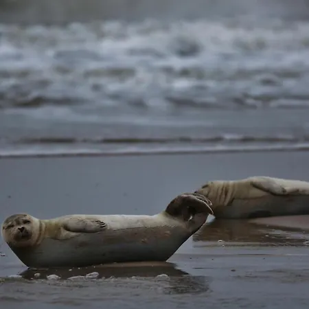 Gluecklich Am Deluxe Mit Wellnesszugang Daire *