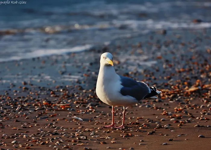 Gluecklich Am Deluxe Mit Wellnesszugang * Egmond aan Zee