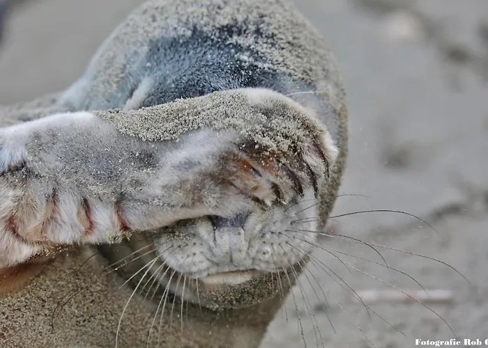 Gluecklich Am Deluxe Mit Wellnesszugang Appartamento *