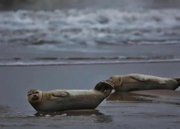 Gluecklich Am Deluxe Mit Wellnesszugang Appartamento *